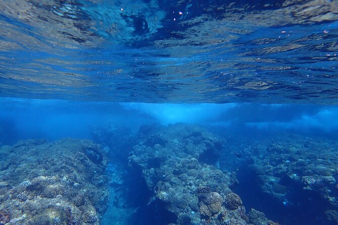 Private 4 Hours Reef Discovery Luxury Private Treasure Hunt in Bora Bora - Why this treasure hunt works better than a standard lagoon cruise