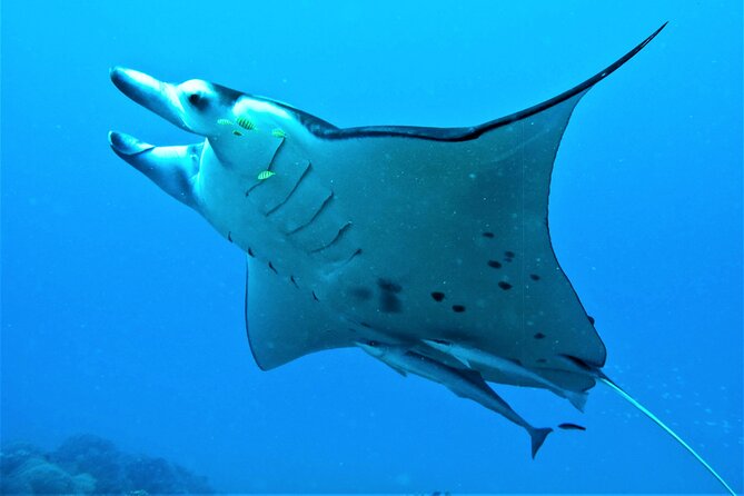 Private 4 Hours Reef Discovery Luxury Private Treasure Hunt in Bora Bora - What the guide adds to the experience