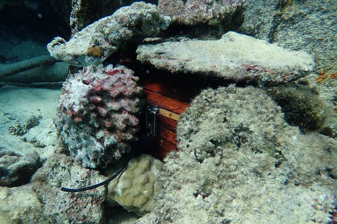Private 4 Hours Reef Discovery Luxury Private Treasure Hunt in Bora Bora - The 9:00 a.m. start and the private boat