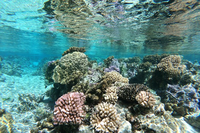 Private Boat Tour of Moorea Lagoon - Local fruit, chilled juice, and a welcome break