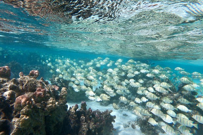 Private Boat Tour of Moorea Lagoon - Price and the value of a private boat