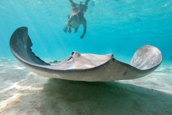 Private Boat Tour of Moorea Lagoon - Timing, weather, and comfort