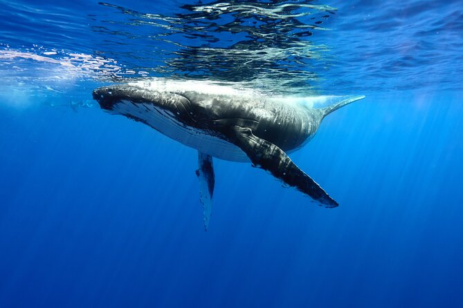 Private boat tour to swim with whales and sharks - A whale encounter ruled by nature
