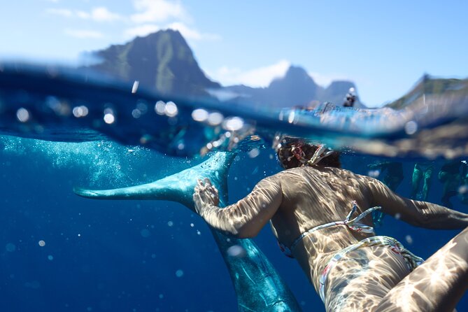 Private boat tour to swim with whales and sharks - What the four-hour outing feels like