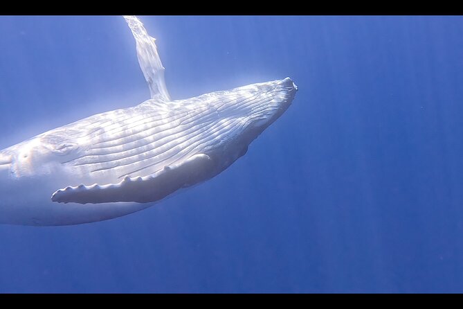 Private boat tour to swim with whales and sharks - Captain Stephane and guide Louis