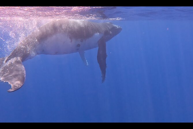 Private boat tour to swim with whales and sharks - The real value of waiting and watching