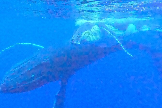 Private boat tour to swim with whales and sharks - Moorea’s meeting point and practical planning