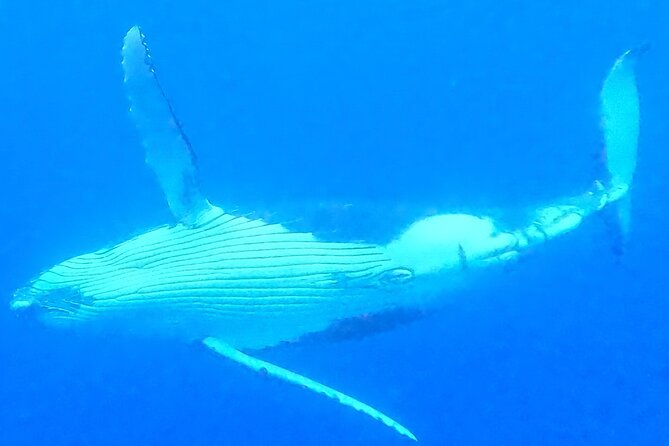 Private boat tour to swim with whales and sharks - Who will get the most from this tour