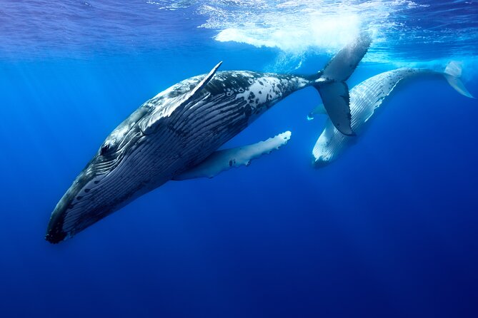 Private boat tour to swim with whales and sharks - Why a private boat changes the experience