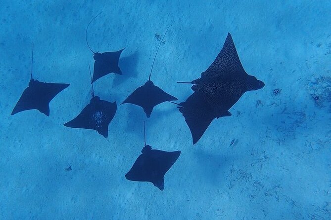 Private Bora Bora Lagoon Experience - Who will enjoy this outing most?