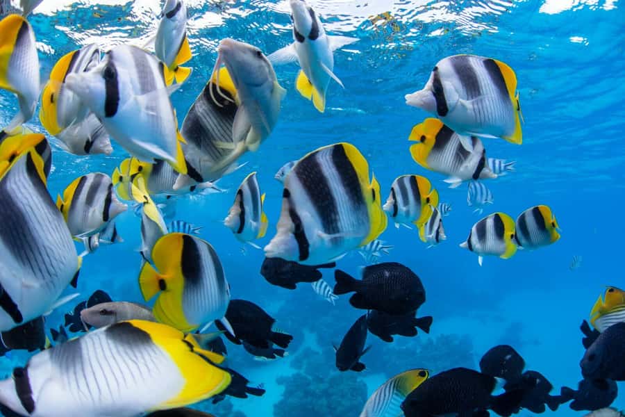 Private Bora Bora Lagoon Snorkel Cruise with BBQ Picnic - Who Will Enjoy This Cruise Most