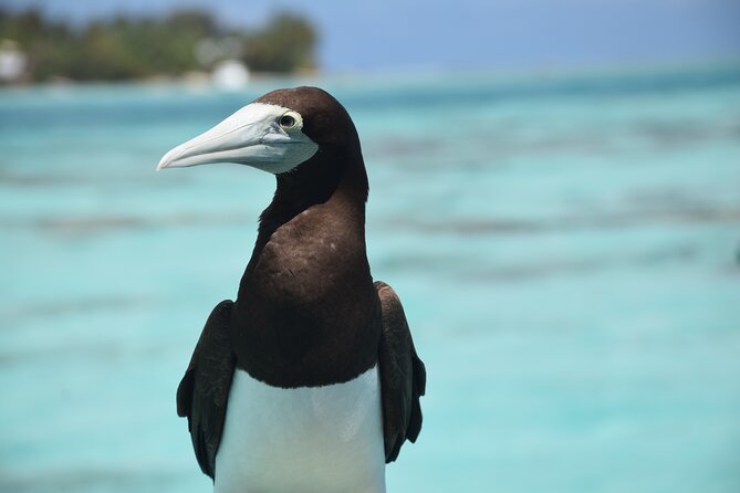 Private Day Trip Hike and Boat in Moorea - Who should book this day?
