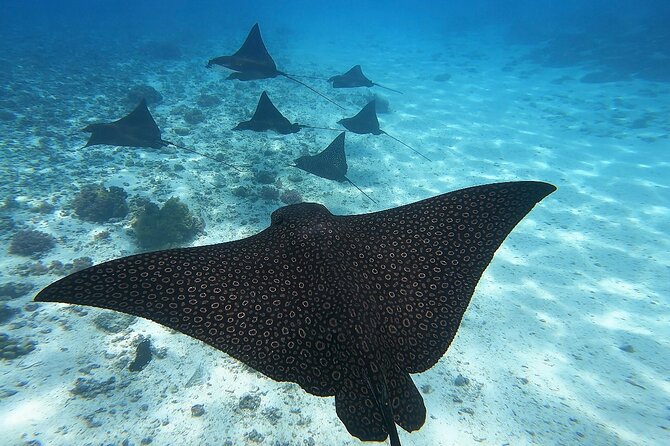 Private Discovery of the Marine Fauna of Moorea - Fresh fruit and a drink make a useful finish