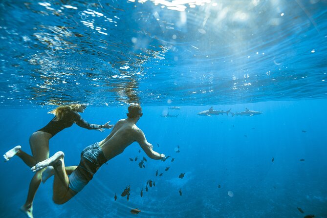 Private Discovery of the Marine Fauna of Moorea - The ray and shark sandbar comes first