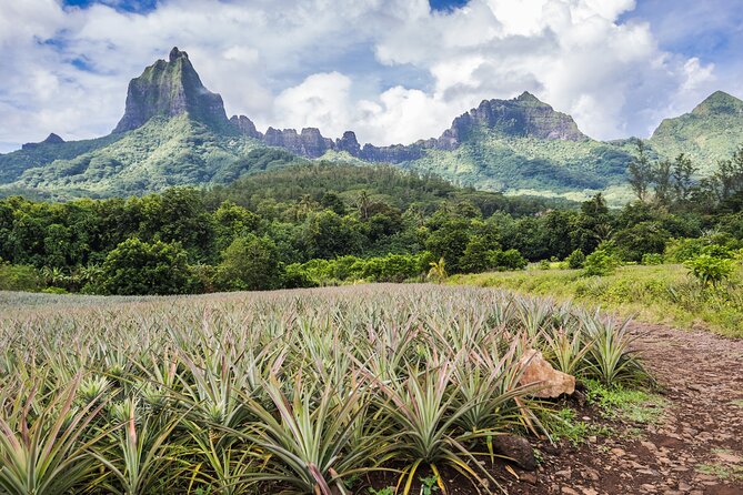 Private excursion to Moorea, photo tour & immersive discovery - Belvedere Lookout and Moorea’s old crater