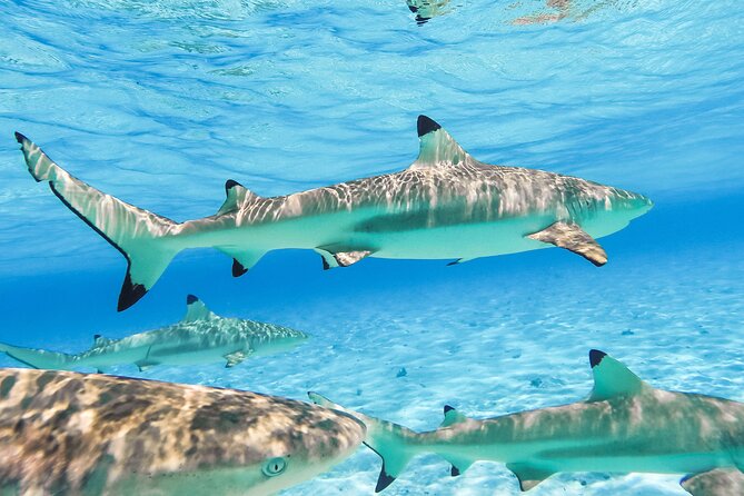 Private Full-Day Lagoon Adventure in Bora Bora with BBQ Lunch - Black-tip reef sharks at the ocean-side stop