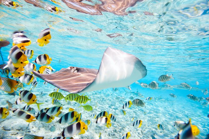 Private Full-Day Lagoon Adventure in Bora Bora with BBQ Lunch - What the private price really buys