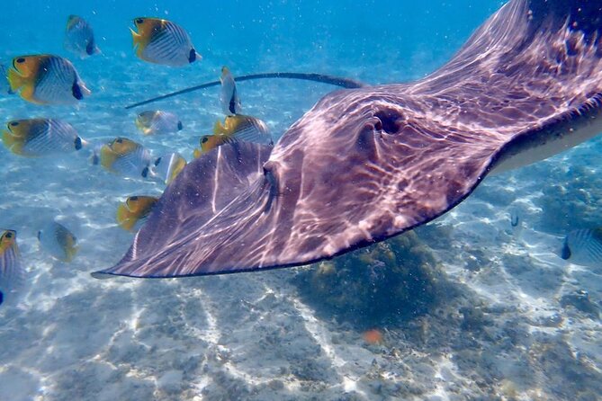 Private Full Day Lagoon Safari and Lunch on a Motu in Bora Bora - Is the high price good value?