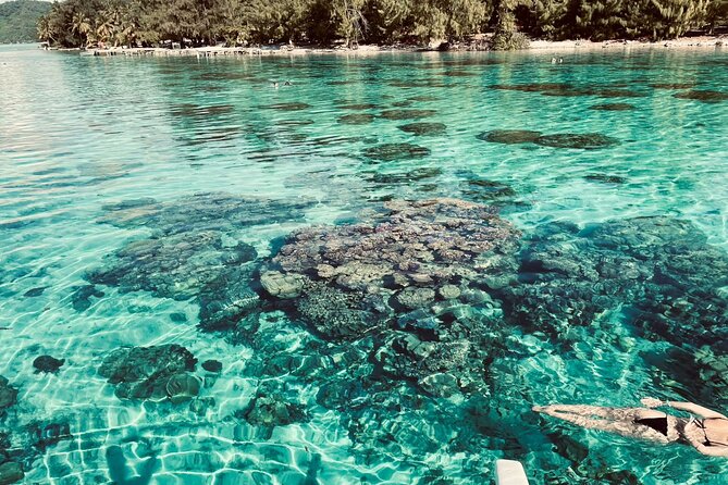 Private Full Day Lagoon Safari and Lunch on a Motu in Bora Bora - Who should book this lagoon safari?