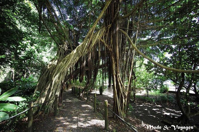 Private Full Day Tour of Tahiti - Vairao and the sacred eels add local character