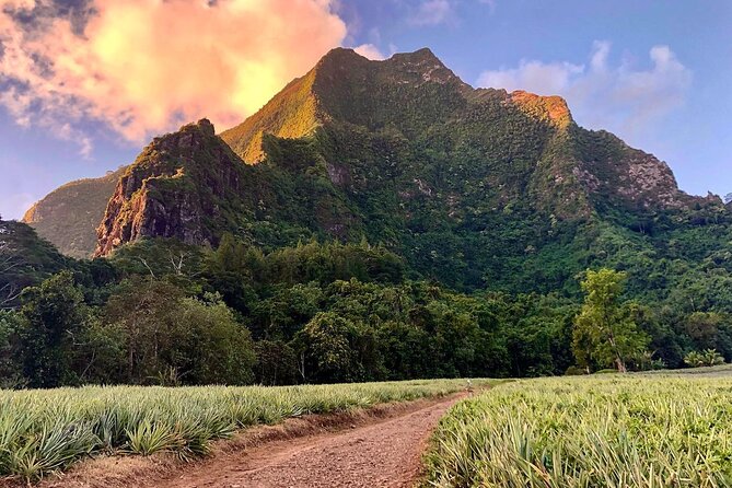 Private Half-Day Hike in the Opunohu Valley in Moorea - Pineapple fields and Moorea’s plant life