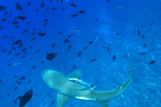 PRIVATE HALF DAY LAGOON TOUR - Bora Bora Cultural Lagoon Tour - Practical details that affect your day