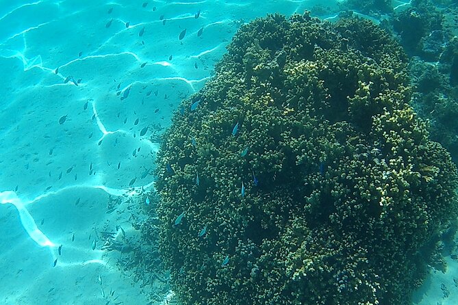 Private Half Day Sailing Excursion on the Lagoon of Tahiti - What to pack for the lagoon
