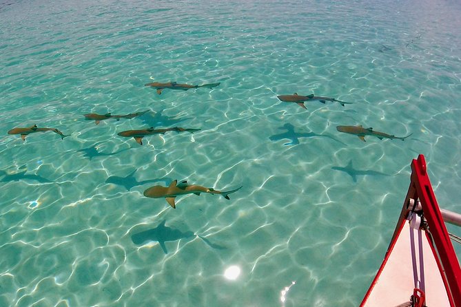 PRIVATE Half Day Tour : Moorea Snorkeling & Sailing on a Catamaran named Taboo - A private morning or afternoon on Moorea’s lagoon