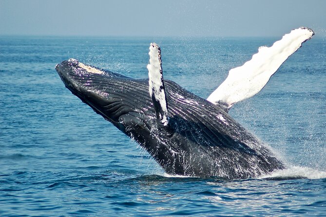 Private Half Day Whale Watching Tour - A four-hour search for humpback whales
