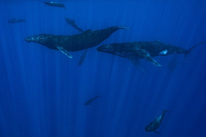 Private Half Day Whale Watching Tour - Is $1,465.46 a good value?