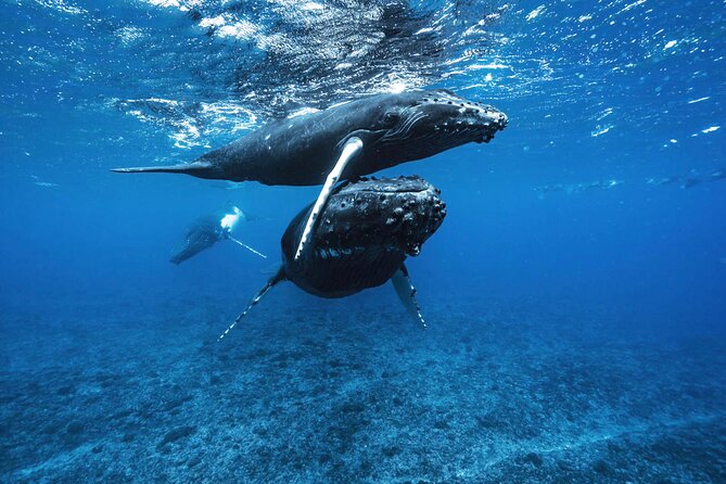 Private Half Day Whale Watching Tour - Meeting at Coco Beach Restaurant