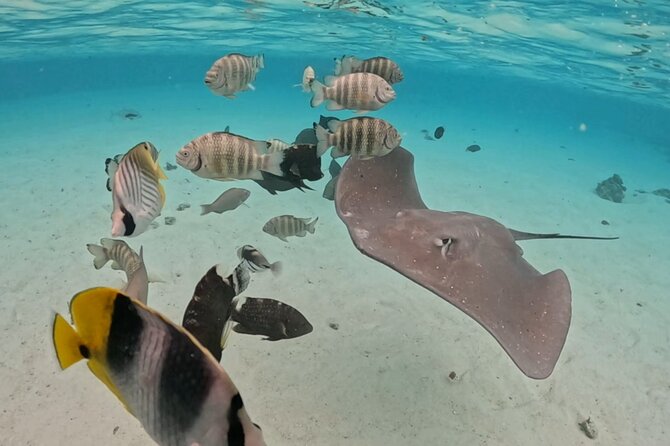 Private Lagoon Exploration and Snorkeling in Moorea - What the private format changes