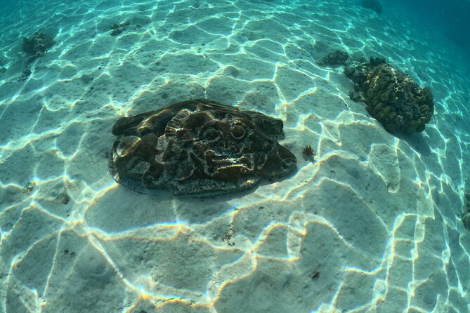 Private Lagoon Exploration and Snorkeling in Moorea - Turtles and reef fish at a slower pace