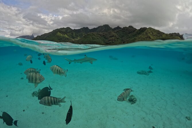 Private Lagoon Exploration and Snorkeling in Moorea - The underwater Tiki and the sense of place