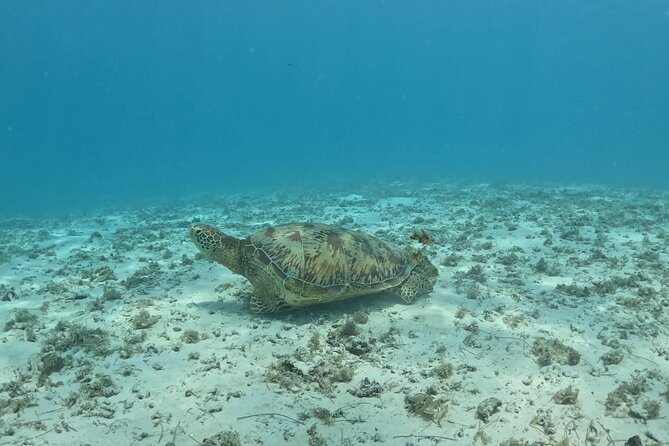 Private Lagoon Exploration and Snorkeling in Moorea - Snacks are included, but plan your own lunch