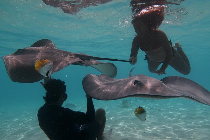 Private lagoon tour (rays, sharks, turtles) by boat in Moorea - A private boat makes Moorea’s lagoon feel personal