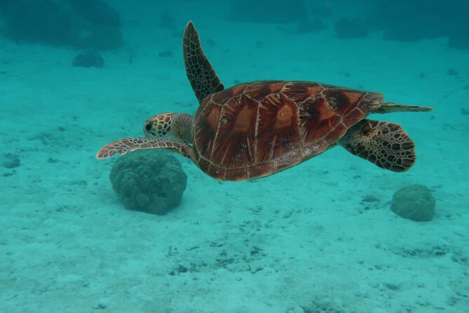 Private lagoon tour (rays, sharks, turtles) by boat in Moorea - Papetoai’s tikis and the ray-shark sandbank