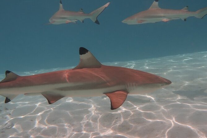 Private lagoon tour (rays, sharks, turtles) by boat in Moorea - The boat, swimming, and comfort
