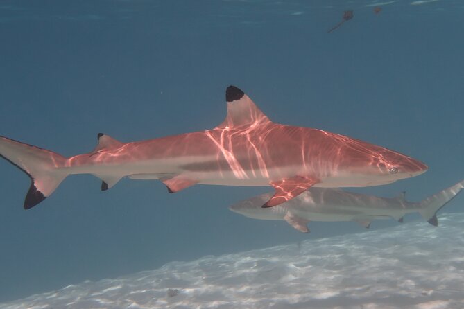 Private lagoon tour (rays, sharks, turtles) by boat in Moorea - Is $976.97 good value for two people?