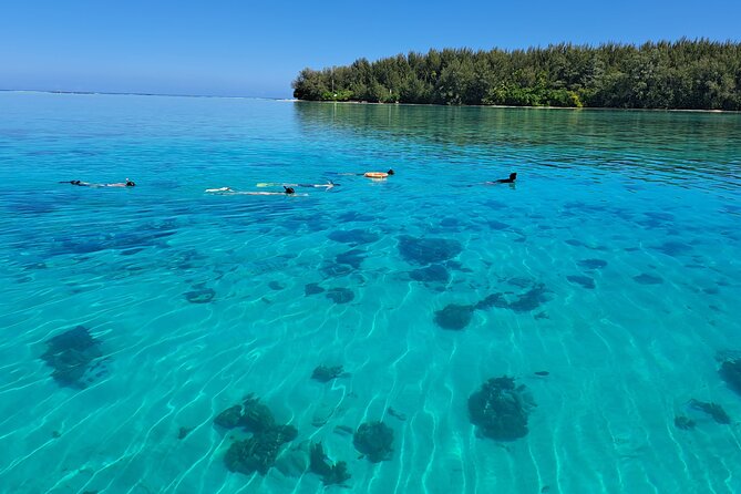 Private Marine Excursion and snorkeling in the lagoon of Moorea - Turtles, leopard rays, and the coral garden