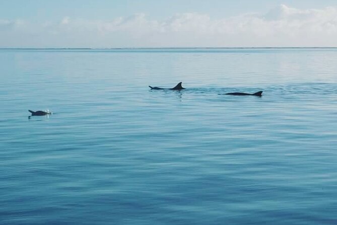 Private Marine Excursion and snorkeling in the lagoon of Moorea - Searching for dolphins and other large marine life