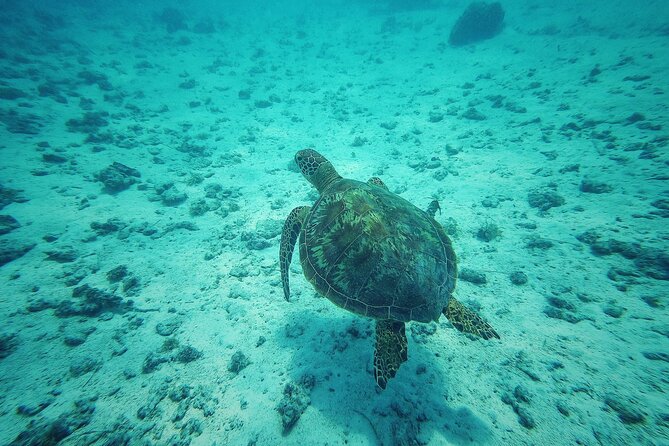 Private Marine Excursion and snorkeling in the lagoon of Moorea - Meeting stingrays and blacktip reef sharks