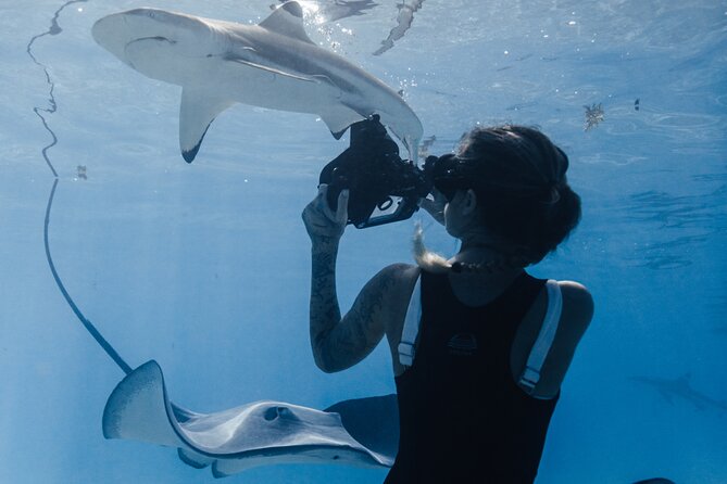 Private Marine Wildlife Adventure with Underwater Photography - How to judge the $950 price
