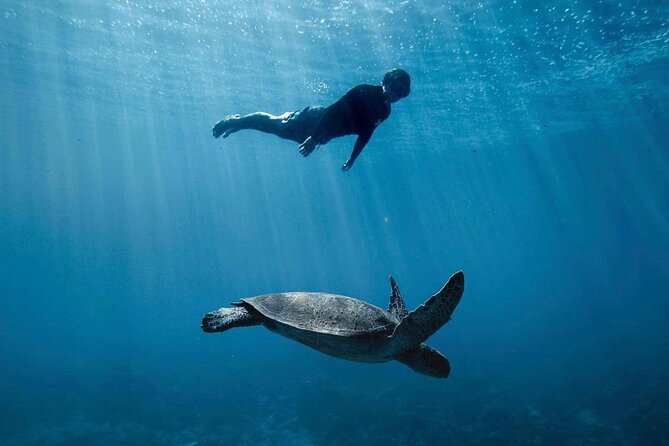 Private Marine Wildlife Adventure with Underwater Photography - A marine biologist changes the way you see the water