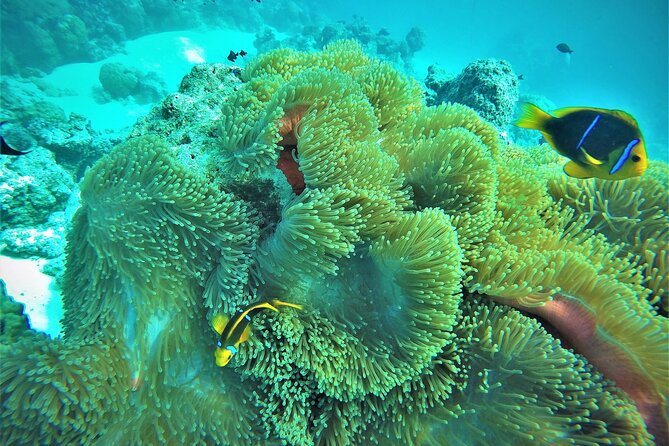 Private Reef Discovery Luxury Dream Day Tour in Bora Bora - Ending with a romantic sunset cruise
