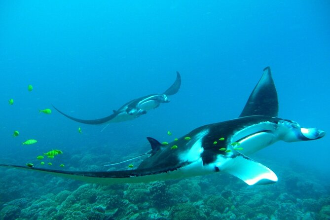 Private Reef Discovery Luxury Dream Day Tour in Bora Bora - Snorkeling through a Bora Bora coral garden