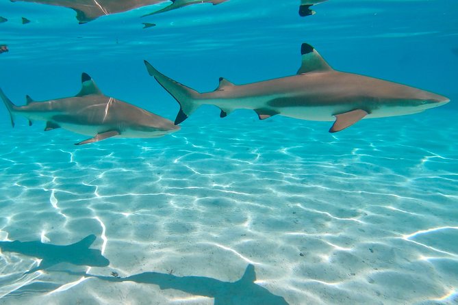 PRIVATE Sunset Tour: Moorea Snorkeling on a Catamaran named Taboo - Snorkeling with rays, sharks, and reef fish