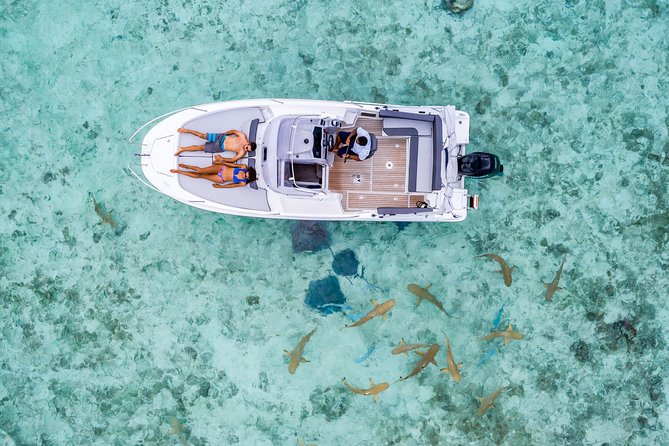 Private Tour: Bora Bora Lagoon Eco Snorkel Cruise - 3hrs or 6hrs - What you may see underwater