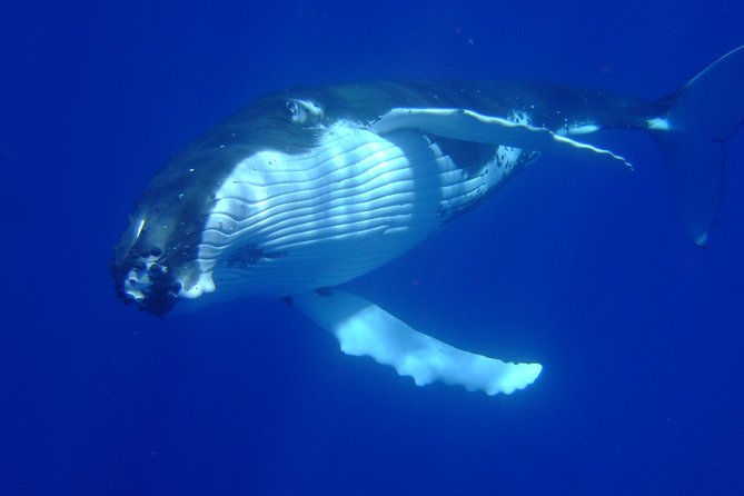 Private Tour: Bora Bora Whale Watching & Swimming Experience - The private boat changes the mood