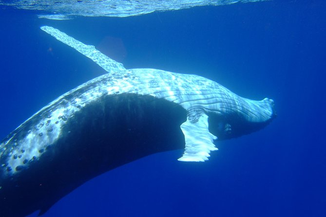 Private Tour: Bora Bora Whale Watching & Swimming Experience - Hotel pickup keeps the morning simple